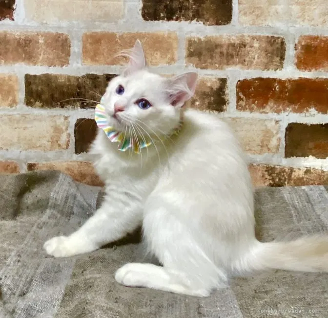 ID：2111-00244の子猫