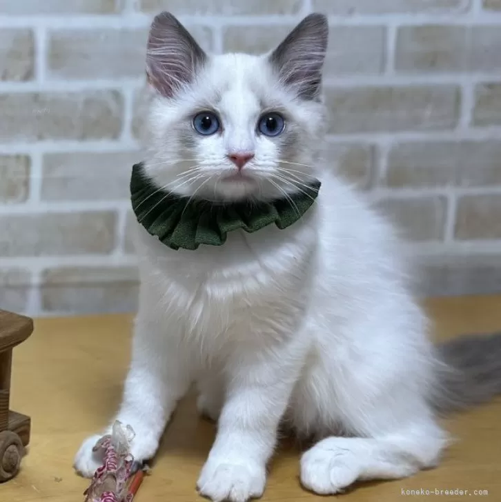 ID:2401-01527の子猫