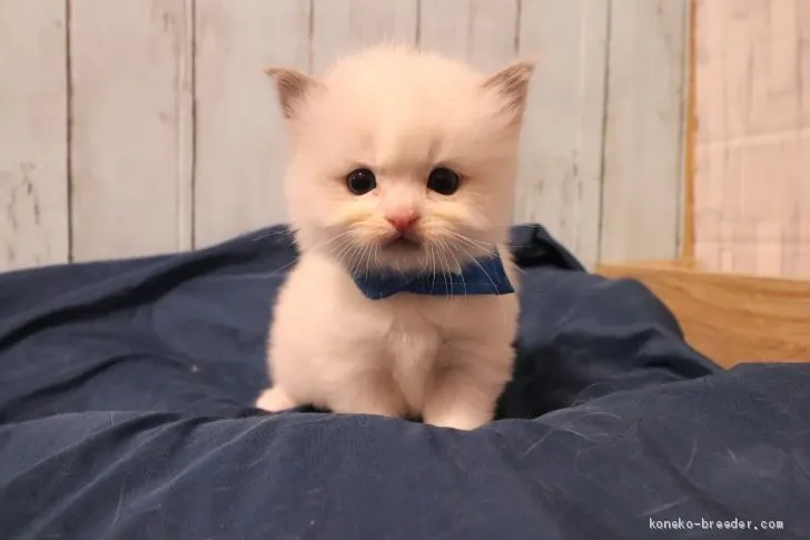 ID：2001-01164の子猫