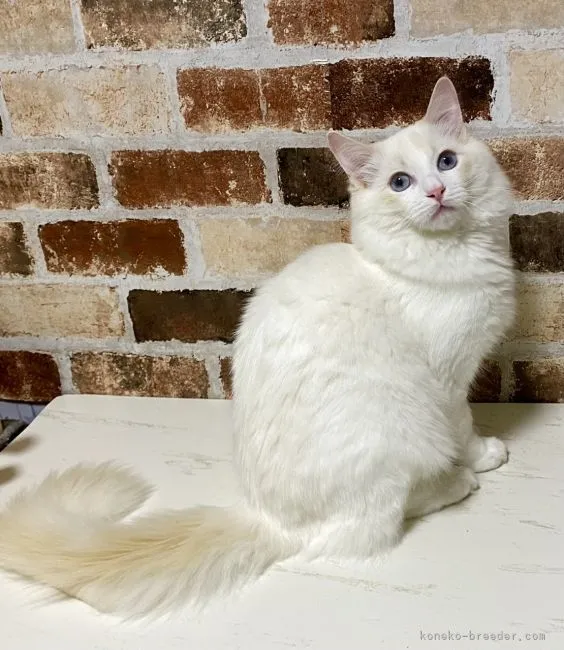 ID：2111-00246の子猫