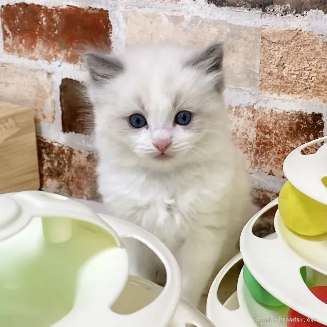 ラグドール【神奈川県・男の子・2021年11月27日・ブルーポイントバイカラー】の写真1