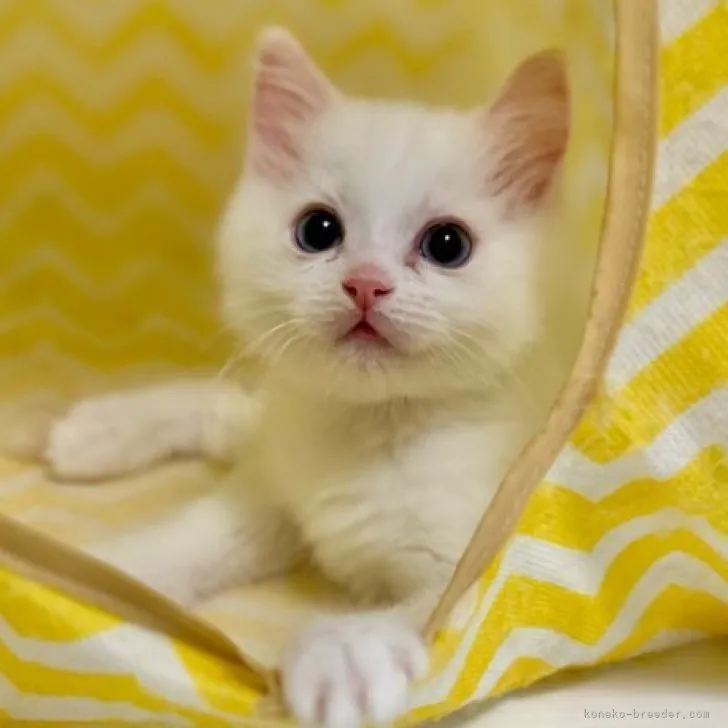 ID：2303-01112の子猫