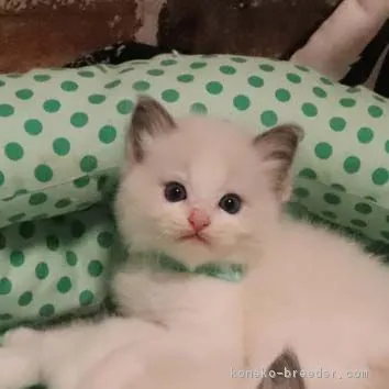 ID:1806-01571の子猫