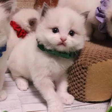 ID：1905-01796の子猫