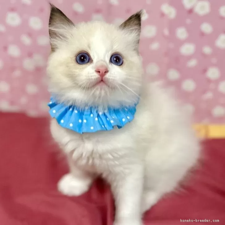 ID：2403-02293の子猫