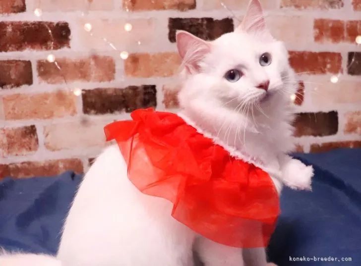 ID:2110-00416の子猫