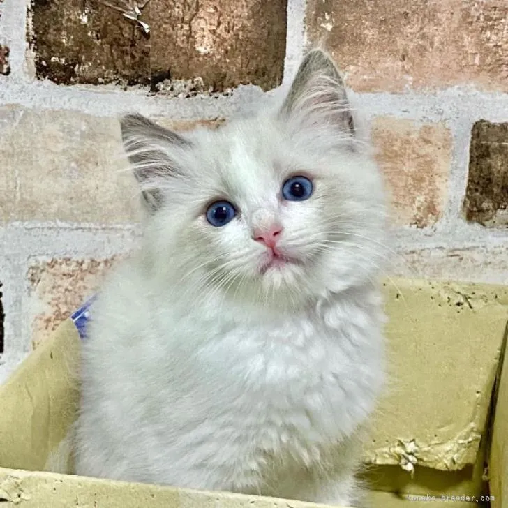 ID：2209-01485の子猫