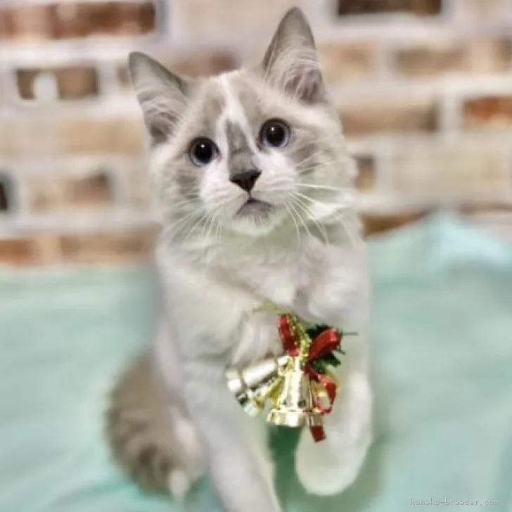 ID:2210-02353の子猫