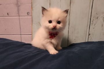 ラグドール【神奈川県・女の子・2019年12月23日・シールポイントバイカラー（柔らか）】の写真「ミルクを哺乳すると、チュッチュっと甘えて来ます。」