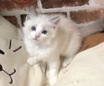 ラグドール【神奈川県・男の子・2019年8月23日・ブルーポイントバイカラー（柔らか）】の写真「色々興味を持ち、よく反応してくれる。元気！」