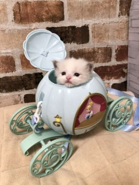 ラグドール【神奈川県・女の子・2020年3月19日・ブルートーティーポイントバイカラー（柔らか）】の写真「まだまだ性格は出て来ていませんが、元気です。」