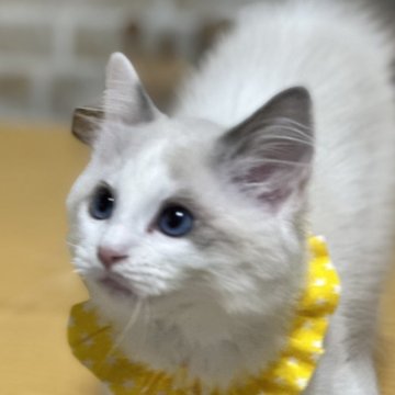 ラグドール【神奈川県・男の子・2023年11月11日・ブルーポイントバイカラー（柔らか）】の写真「とても優しい男の子。甘えん坊です。」