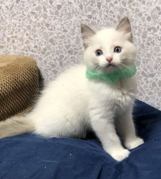 ラグドール【神奈川県・男の子・2019年6月27日・ブルーポイントバイカラー（柔らか）】の写真「おっとりしている。」