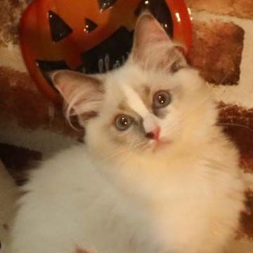 ラグドール【神奈川県・女の子・2019年6月26日・ブルートーティーポイントバイカラー（柔らか）】の写真「お顔に色が出てますが、目の形がとても綺麗」