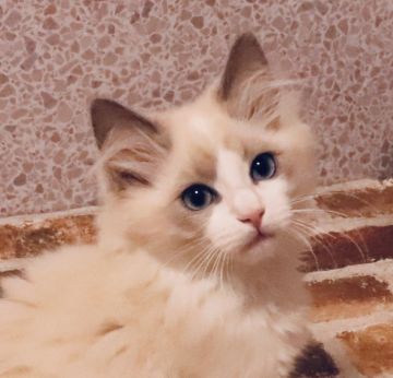 ラグドール【神奈川県・男の子・2019年8月23日・ブルーポイントバイカラー（柔らか）】の写真「とても可愛いお顔です。優しい。見学即お迎え可能。」