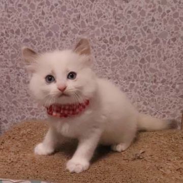 ラグドール【神奈川県・女の子・2019年6月26日・ブルートーティーポイントバイカラー（柔らか）】の写真「優しい。甘えんぼ。ご飯はしっかり食べます。」