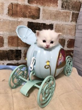 ラグドール【神奈川県・女の子・2020年3月19日・ブルートーティーポイントバイカラー（柔らか）】の写真「とても物事に興味を示す子。元気。」