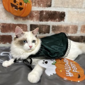 ラグドール【神奈川県・女の子・2024年3月13日・シールトーティーポイントバイカラー（とても柔らか）】の写真「とても魅力的な大人しい子。目がきれいです。」