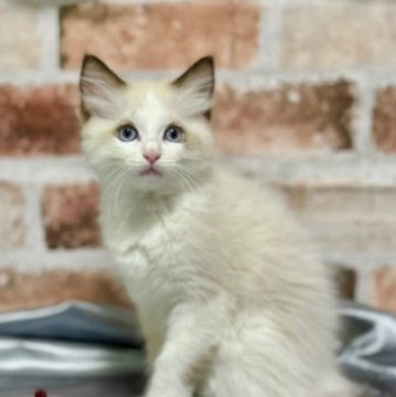 ラグドール【神奈川県・女の子・2023年7月24日・シールポイントバイカラー（柔らか）】の写真「目の澄んだ可愛い子。とてもチャーミングです。」