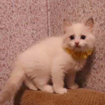 ラグドール【神奈川県・女の子・2019年6月26日・ブルートーティーポイントバイカラー（柔らか）】の写真「元気で食欲あり。明るめのトーティーです。」