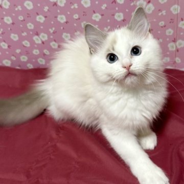 ラグドール【神奈川県・女の子・2023年11月11日・ブルーリンクスポイントバイカラー（柔らか）】の写真「とても元気な、遊び大好きな女の子。目が大きい。」