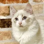 ラグドール【神奈川県・女の子・2021年4月6日・ブルーリンクスポイントバイカラー】の写真1