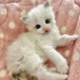 ラグドール【神奈川県・女の子・2023年3月31日・ブルーポイントバイカラー】の写真1