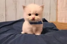 ラグドール【神奈川県・男の子・2019年12月23日・ブルーポイントバイカラー】の写真1「男の子1  blue」