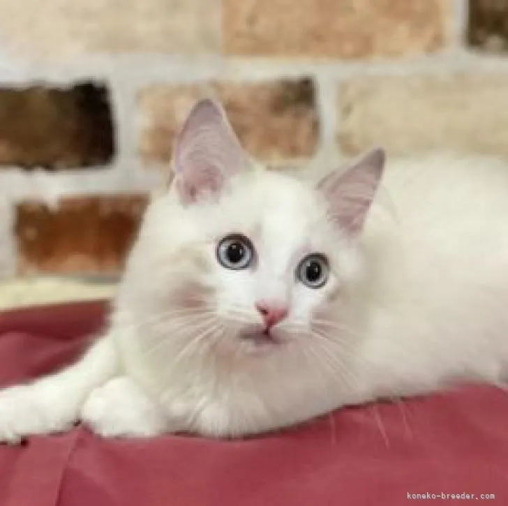 ID：2206-02273の子猫