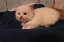 ラグドール【神奈川県・男の子・2019年12月23日・ブルーポイントバイカラー】の写真2「男の子1  blue」