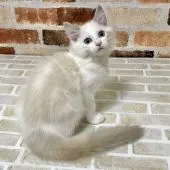 ラグドール【神奈川県・女の子・2021年5月7日・ブルーリンクスポイントバイカラー】の写真2