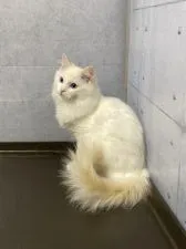 ラグドール【神奈川県・男の子・2020年8月5日・クリームリンクスポイントバイカラー】の写真4