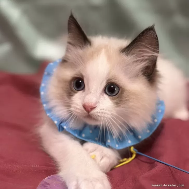 ID：2502-01554の子猫