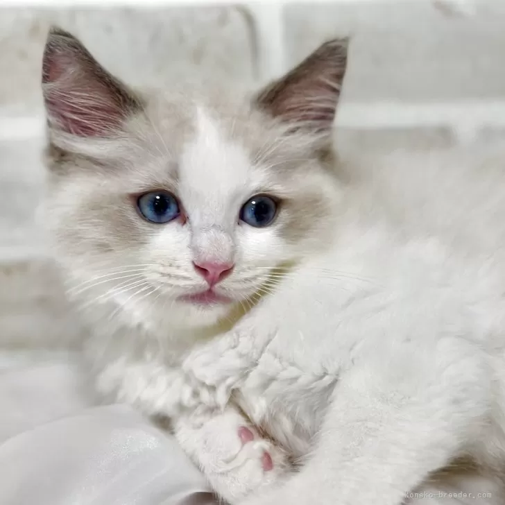 ID：2506-00910の子猫