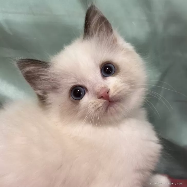ID：2502-02174の子猫