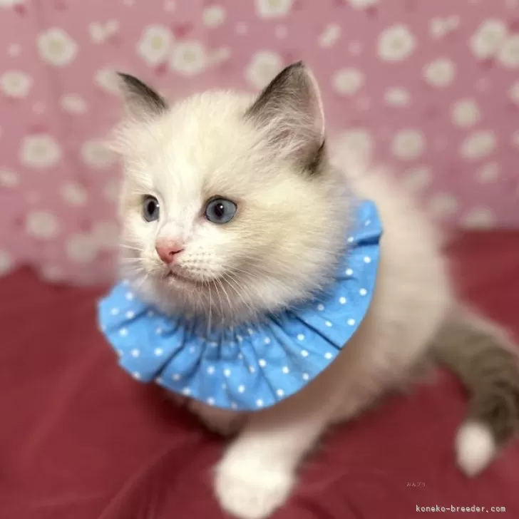 ID:2502-01575の子猫