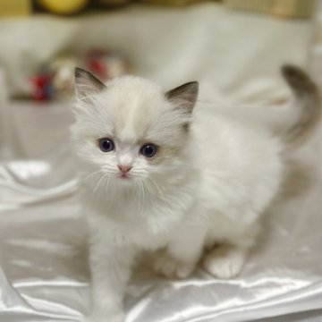 ラグドール【神奈川県・男の子・2025年10月16日・シールポイントバイカラー（柔らか）】の写真「他の兄妹と比べると、頭が大きめ｡すごく甘ったれです」