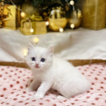 ラグドール【神奈川県・女の子・2025年10月16日・ブルートーティーポイントバイカラー（ふわふわむくむく）】の写真「11月のセール終わり、譲渡価格戻り」