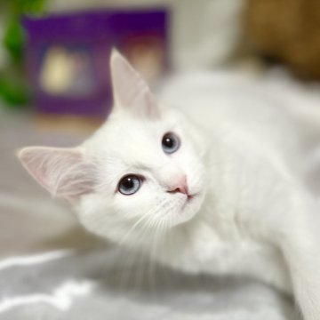 ラグドール【神奈川県・男の子・2025年9月5日・レッドポイントバイカラー（ふわふわ）】の写真「本日よりクリスマスまでセール🎄」