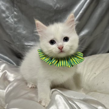 ラグドール【神奈川県・男の子・2025年9月5日・クリームポイントバイカラー（ふわふわ）】の写真「今月中に見学・ご成約頂いた方には特典有り‼️」