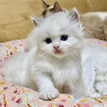 ラグドール【神奈川県・男の子・2025年10月16日・ブルーポイントバイカラー（ふわふわ柔らか）】の写真「とても綺麗なお顔の男の子｡なんでも一番に出来ます｡」