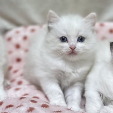 ラグドール【神奈川県・女の子・2025年10月16日・ブルートーティーポイントバイカラー（ふわふわむくむく）】の写真「11/25迄に見学・ご成約頂いた方に特別割引🈹」