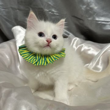 ラグドール【神奈川県・男の子・2025年9月5日・クリームポイントバイカラー（ふわふわ）】の写真「今月中に見学・ご成約頂いた方には特典有り‼️」