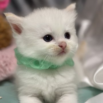ラグドール【神奈川県・男の子・2025年9月5日・クリームポイントバイカラー（ふわふわ）】の写真「見学開始です！とても元気。よく遊び、よく食べます。」