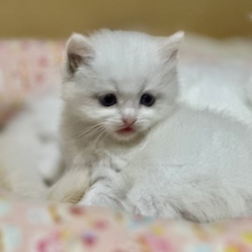 ラグドール【神奈川県・女の子・2025年10月16日・ブルートーティーポイントバイカラー（ふわふわむくむく）】の写真「お目々の大きめな可愛い子💕ちょっと垂れ目に見える」