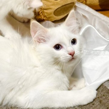 ラグドール【神奈川県・男の子・2025年9月5日・クリームポイントバイカラー（ふわふわ柔らか）】の写真「本日よりクリスマス🎄までセール‼️」