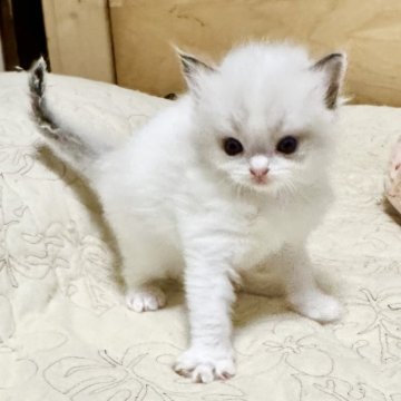 ラグドール【神奈川県・男の子・2025年10月16日・シールポイントバイカラー（柔らか）】の写真「11/25迄にご成約頂いた方に特別割引、その後戻る」