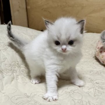 ラグドール【神奈川県・男の子・2025年10月16日・シールポイントバイカラー（柔らか）】の写真「とても元気｡大きめな子｡」