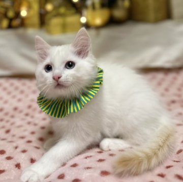 ラグドール【神奈川県・男の子・2025年9月5日・レッドポイントバイカラー（ふわふわ）】の写真「11月のセールが終わりました｡譲渡価格戻ります」