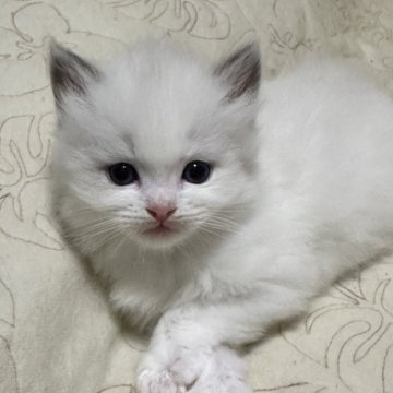 ラグドール【神奈川県・男の子・2025年10月16日・ブルーポイントバイカラー（ふわふわ柔らか）】の写真「とても綺麗なお顔の男の子です。なんでもやる気満々｡」